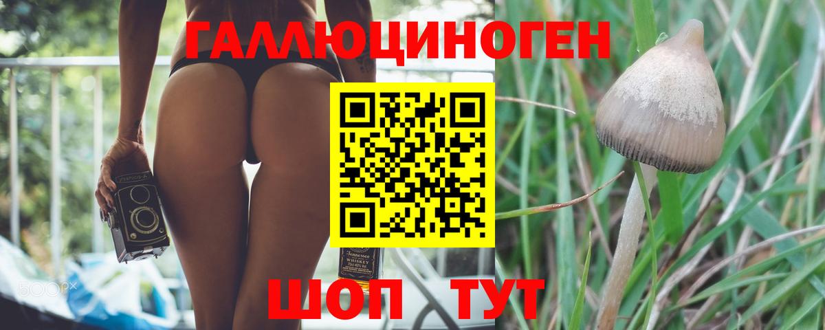 Псилоцибиновые грибы Cubensis Кингисепп